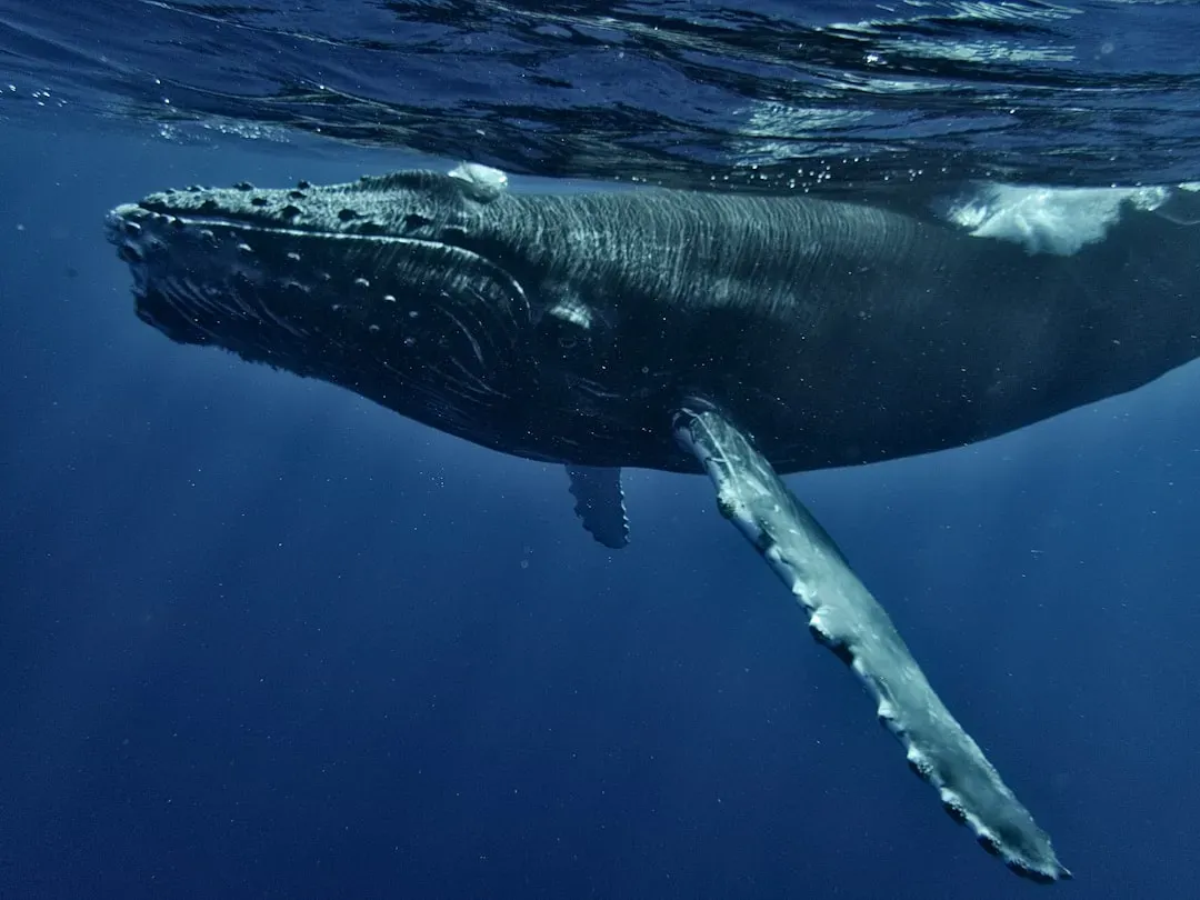 Whale Songs and Complex Marine Communication (Image Credits: Unsplash)
