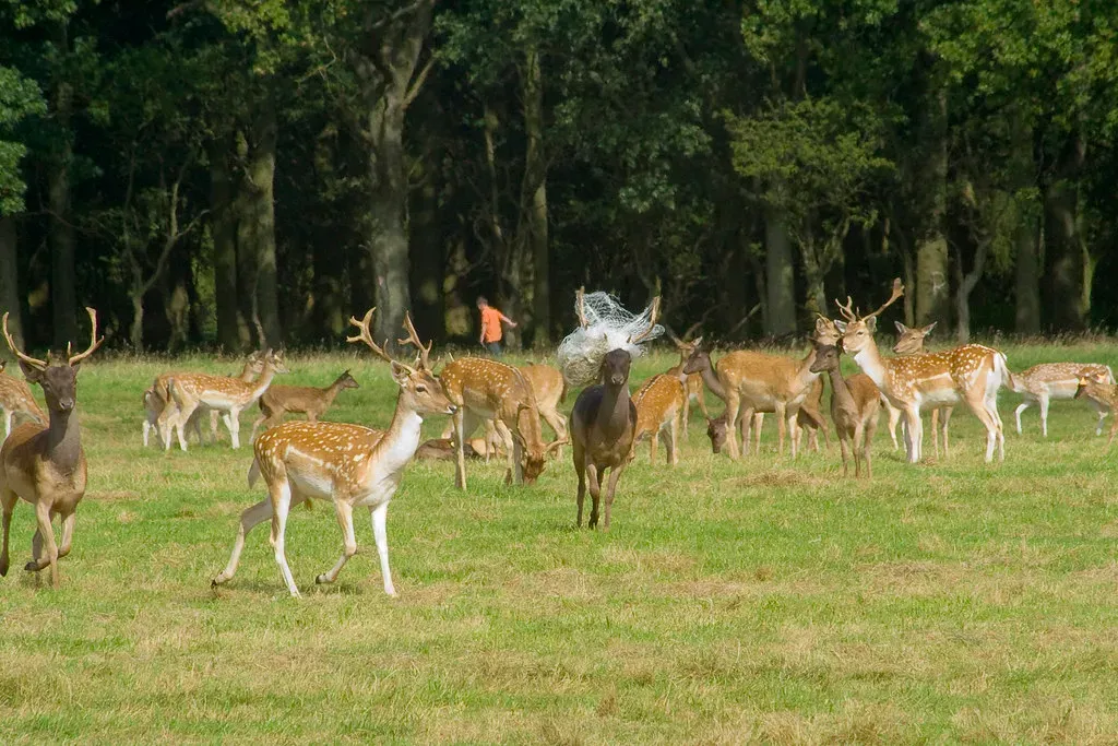 5. You Read Animal Behavior Like Subtle Body Language (Image Credits: Flickr)