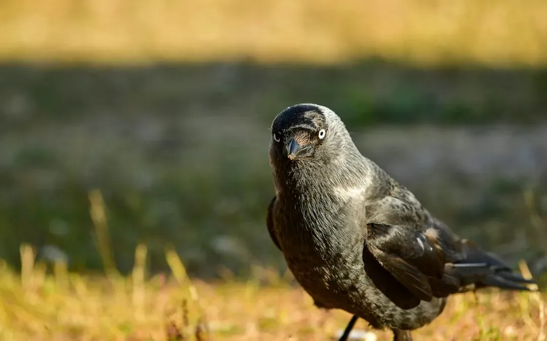 Conclusion: Rethinking What A “Birdbrain” Really Means (Image Credits: Unsplash)