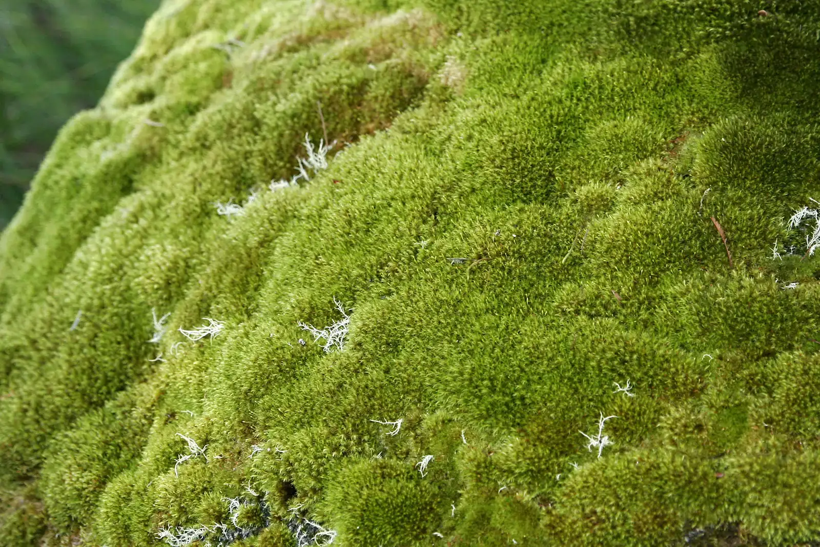 #1: Moss – The Quiet Green Carpet From Deep Time (By fir0002  flagstaffotos [at] gmail.com
Canon 20D + Tamron 28-75mm f/2.8, GFDL 1.2)