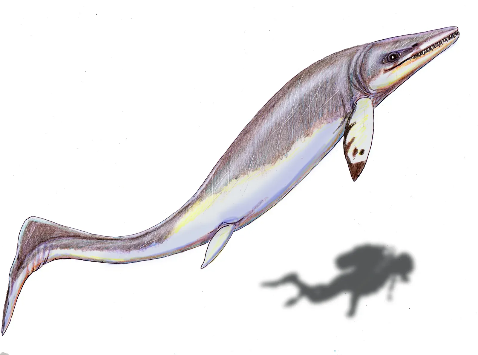 3. Thalattoarchon – The Early Apex Predator That Ate Its Peers (By DiBgd, CC BY-SA 4.0)