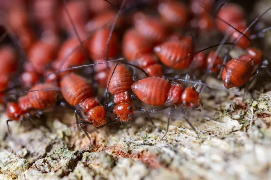 #1 - Termites and Ants: A Protein Grab That Predates Fire Itself (Image Credits: Pexels)