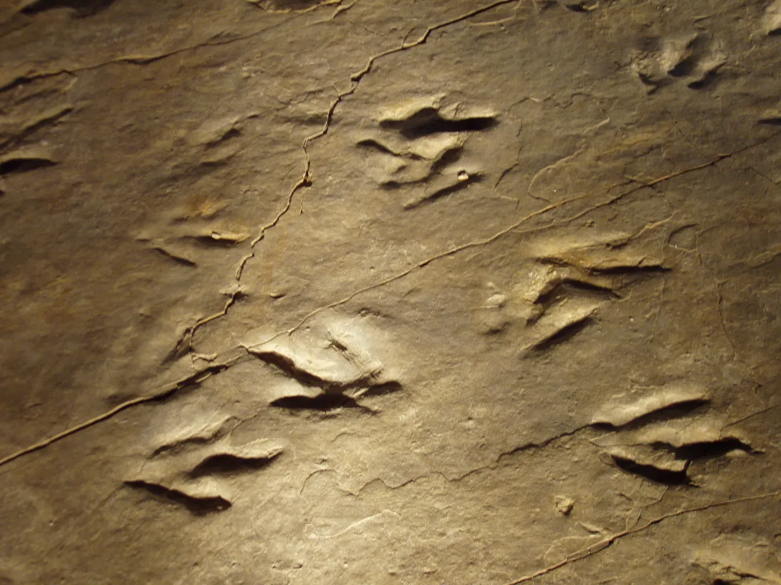 Connecticut: America's First Dinosaur Tracks (Image Credits: Wikimedia)