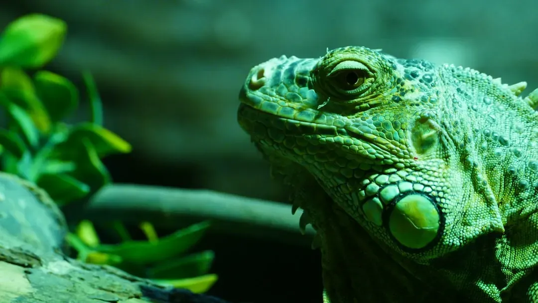 8. You Read the Environment Like a Cold-Blooded Survivor (Virgo, Aquarius) (Image Credits: Unsplash)