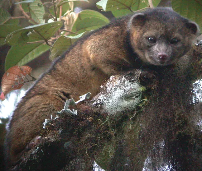 #7 - The Olinguito Was a New Carnivore Hiding in a Skull Drawer (Helgen K, Pinto C, Kays R, Helgen L, Tsuchiya M, Quinn A, Wilson D, Maldonado J (2013). "Taxonomic revision of the olingos (Bassaricyon), with description of a new species, the Olinguito". ZooKeys 324: 1--83. Pensoft Publishers. DOI:10.3897/zookeys.324.5827. Retrieved on 2013-08-15., CC BY 3.0)