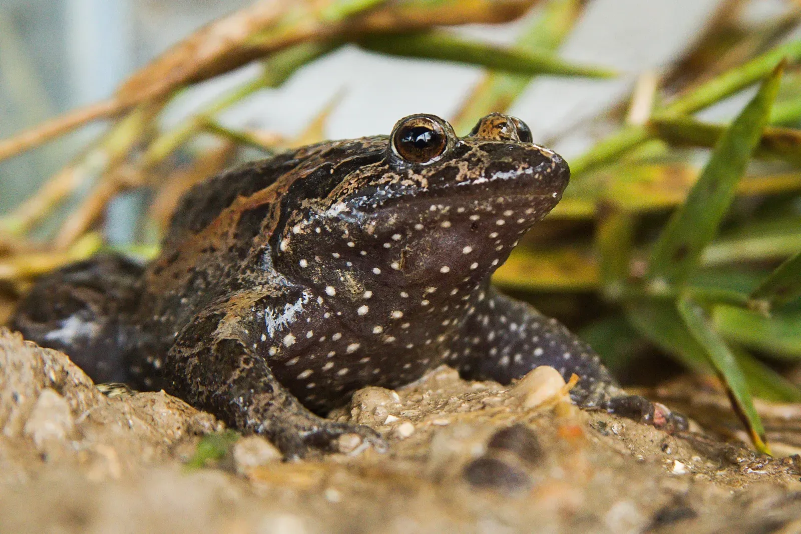 Hula Painted Frog – A Wetland Survivor in a Drained Lake (Uzi Paz via the PikiWiki - Israel free image collection project, CC BY 2.5)