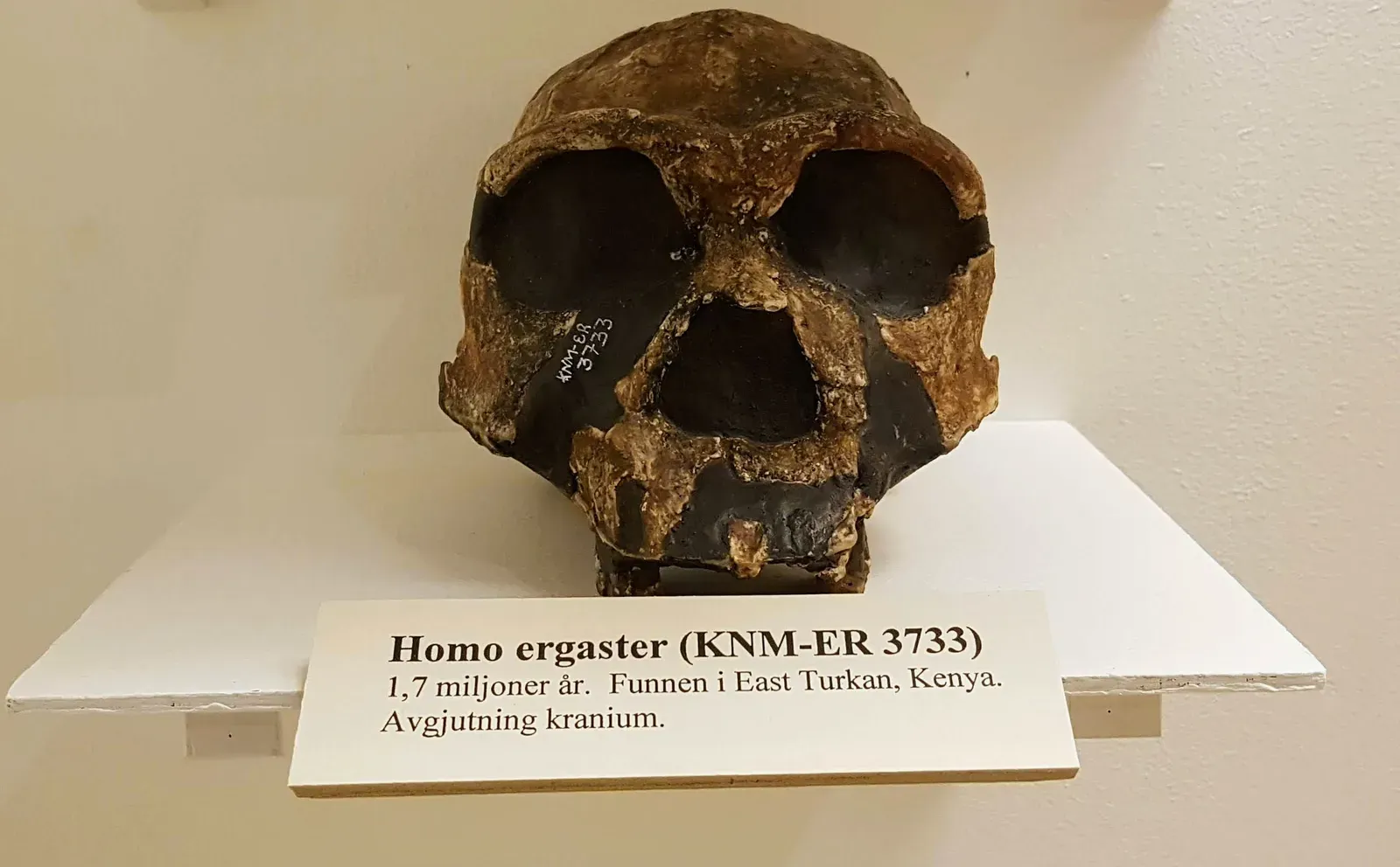 #19 - The Million-Year Toolkit That Never Changed (By Netha Hussain, CC BY-SA 4.0)