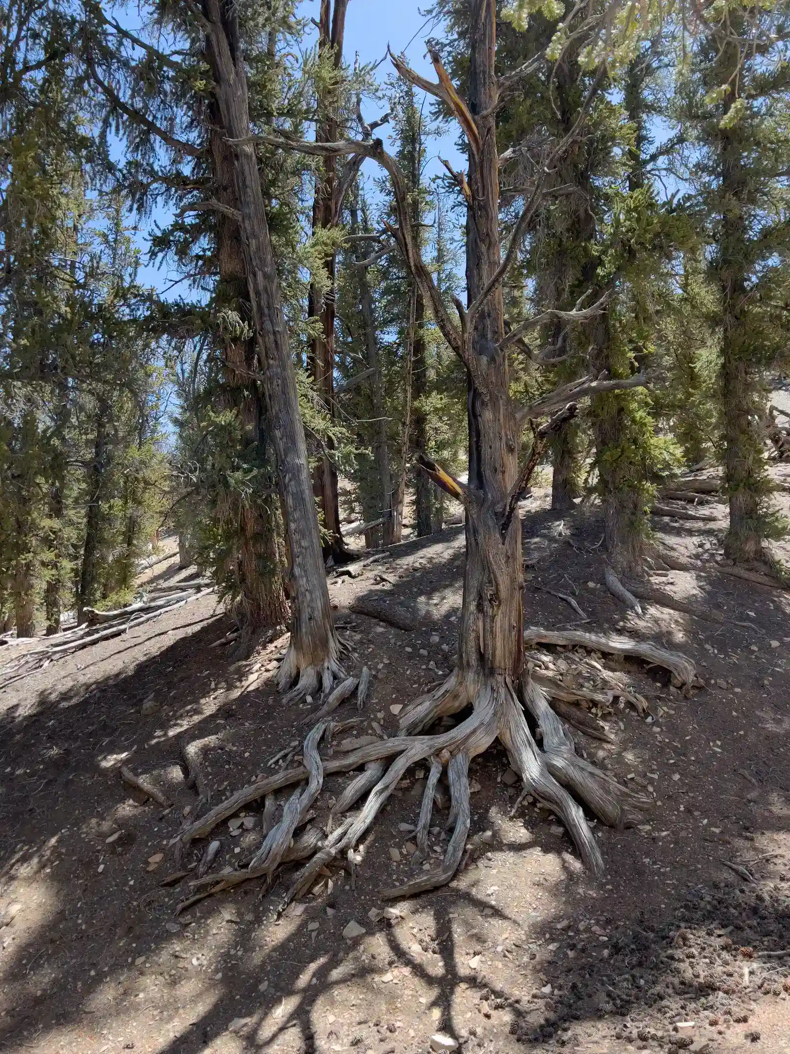 The Climate Catastrophe Plants Created (Image Credits: Wikimedia)