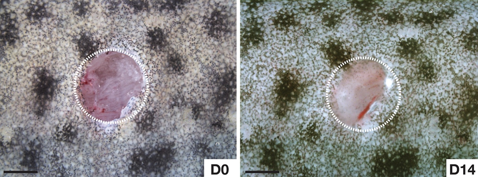 Conclusion (Image Credits: Wikimedia)