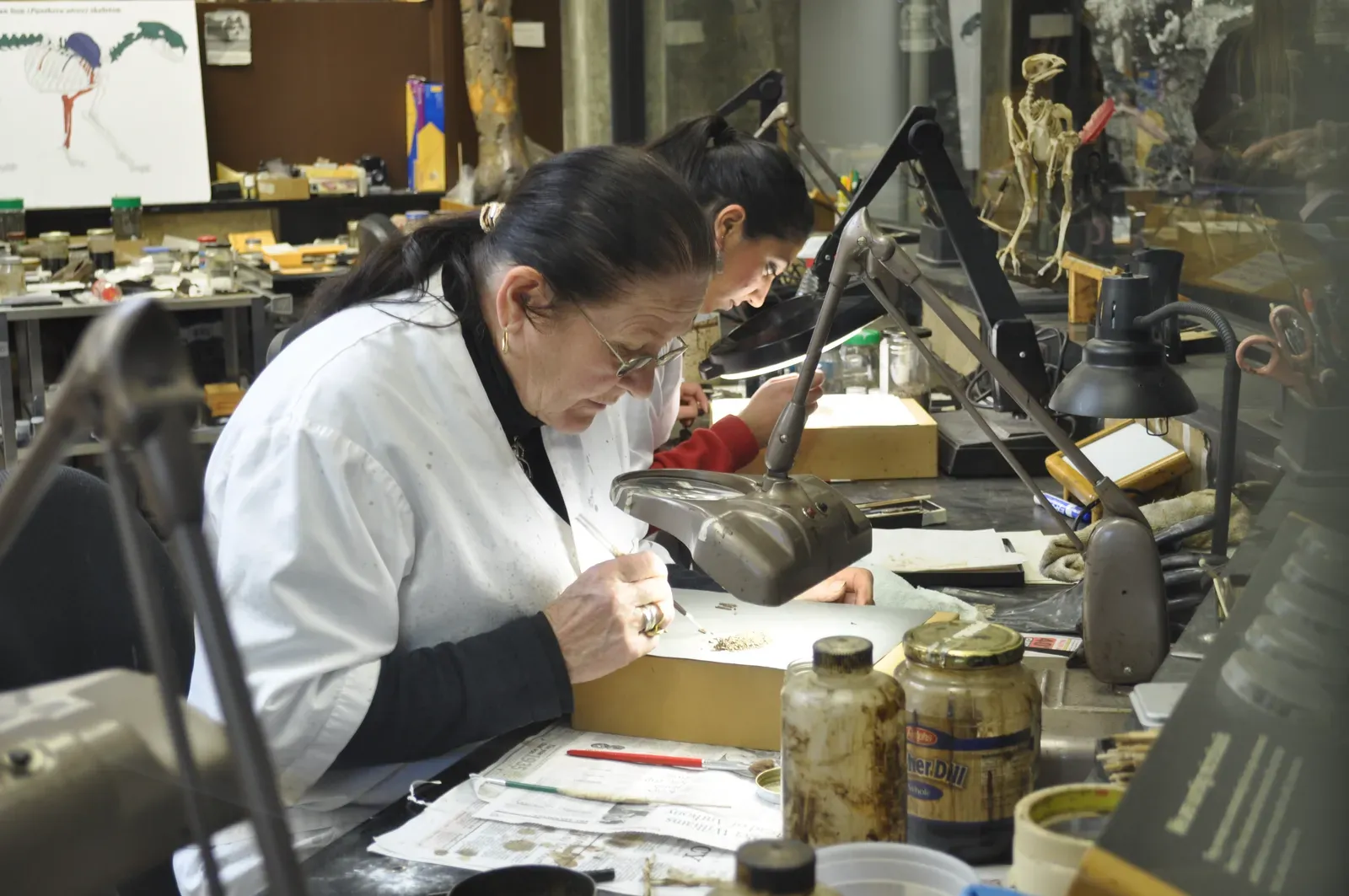 Reading the Bones: What Fossils Actually Tell You (Image Credits: Wikimedia)