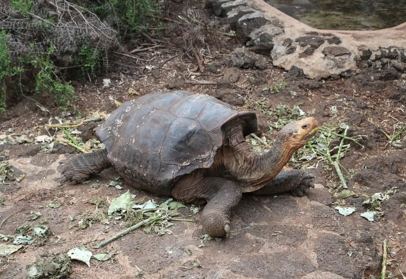#8 - Fernandina Giant Tortoise: A Galápagos Legend With One Very Real Shell (By Bernard Gagnon, CC BY-SA 4.0)