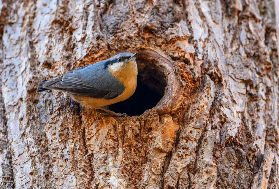 #14 - The Hibernation Theory That Fooled Naturalists for Centuries (Image Credits: Pexels)