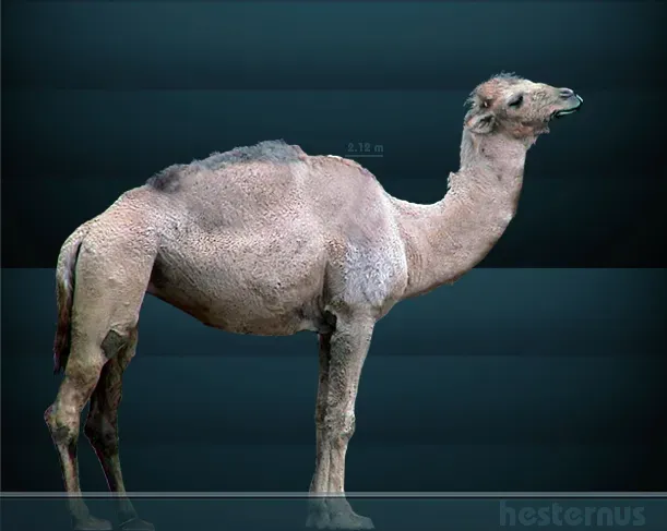 #11 - Camelops: The Actual Camel That Grazed Your Neighborhood (By Sergiodlarosa, CC BY 3.0)
