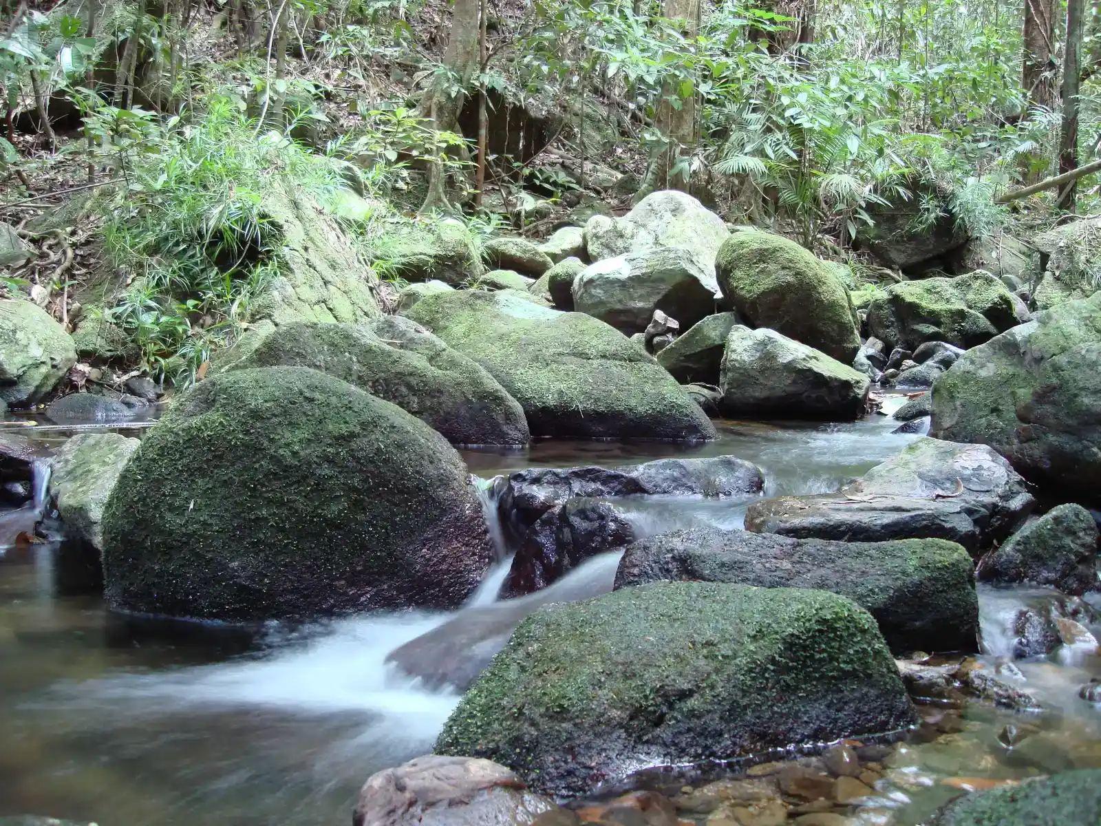 3. The Kuku Yalanji: Rainforest People of Far North Queensland (Mossman Gorge - Daintree National Park, CC BY 2.0)