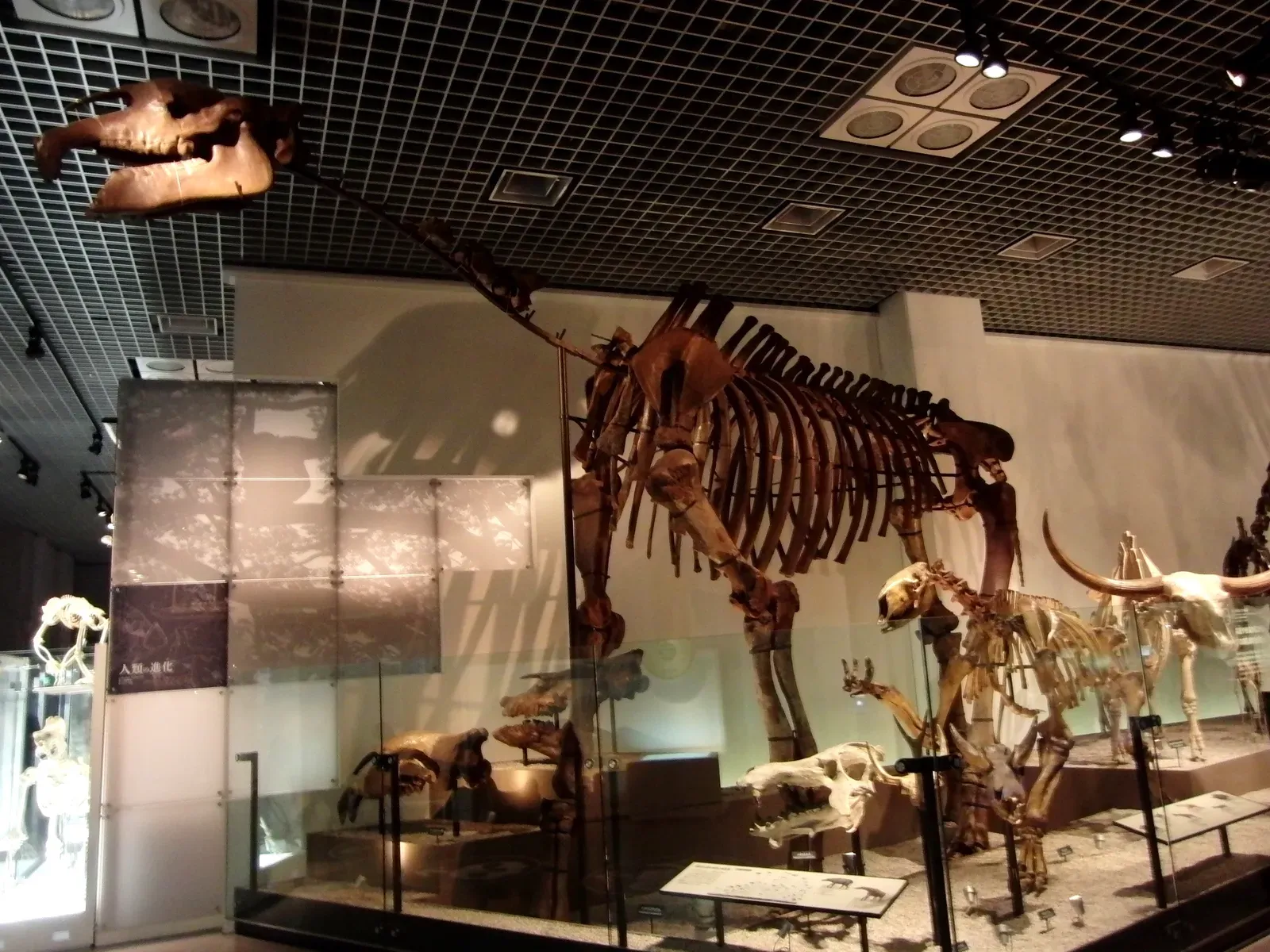 9. Mammal Giants Went Extinct in Waves, Not All at Once (By Momotarou2012, CC BY-SA 3.0)