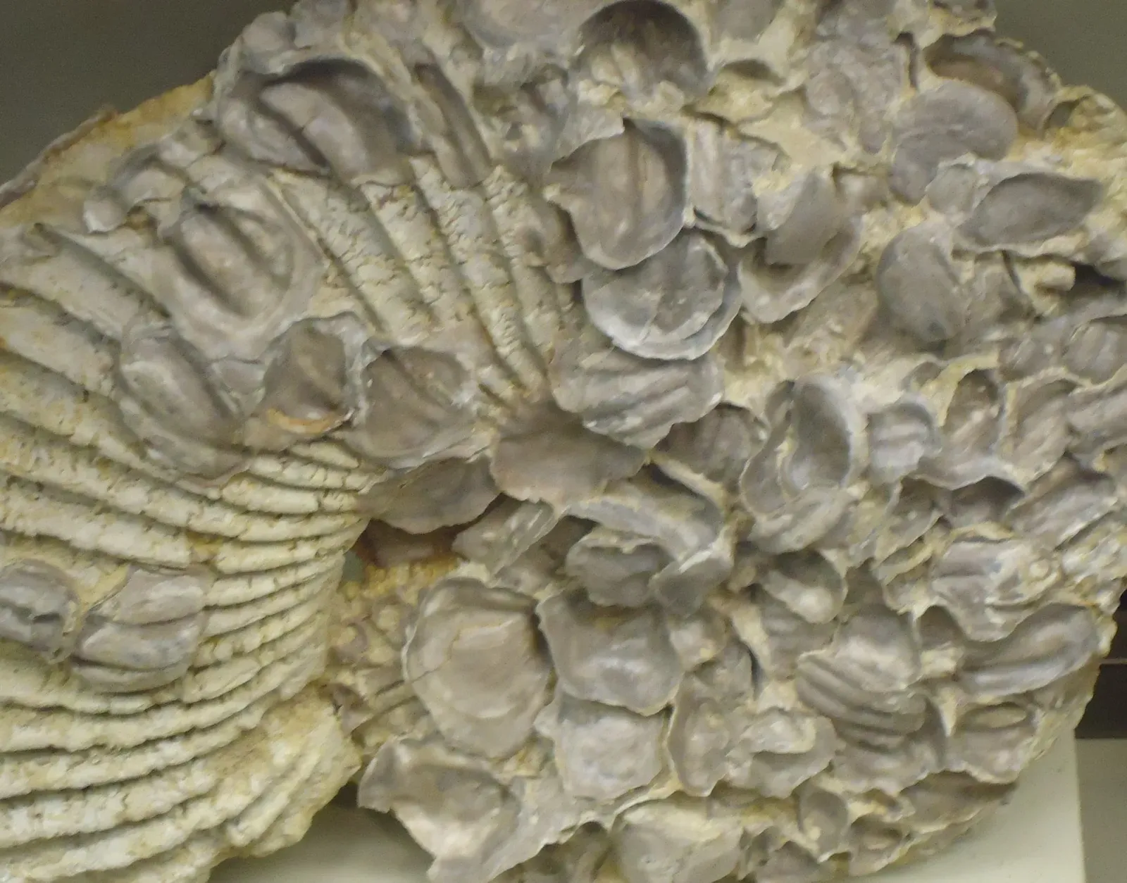 #8 - The Extinct Animal Fossils Used to "Date" the Whole Site (www.goodfreephotos.com (gallery, image), Public Domain)