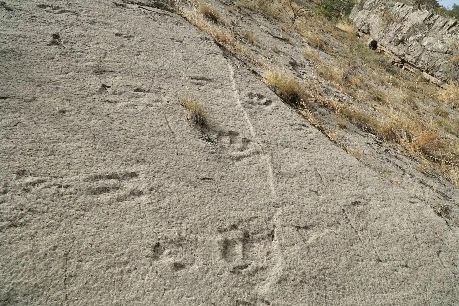 Trackways Tell a Story That Bones Alone Cannot (Image Credits: Wikimedia)