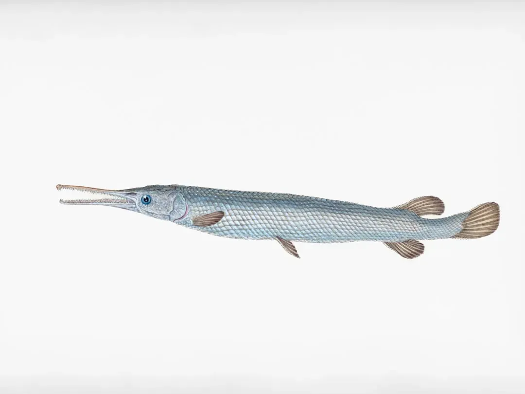 #3 – Ompax spatuloides, the Fish That Was Eaten Before It Was Studied (Image Credits: Unsplash)