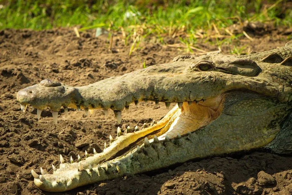 #3 - A Bite Force That Breaks the Charts (Image Credits: Pexels)