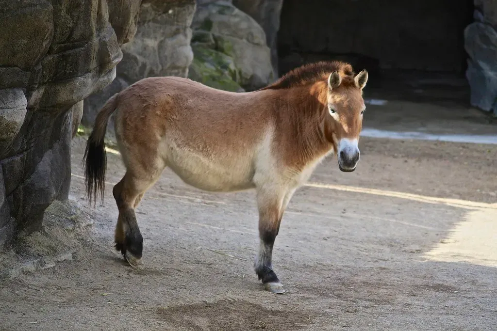 #4 - The Przewalski's Horse: From Zoo Enclosures Back to Open Steppe (Just chaos, Flickr, CC BY 2.0)