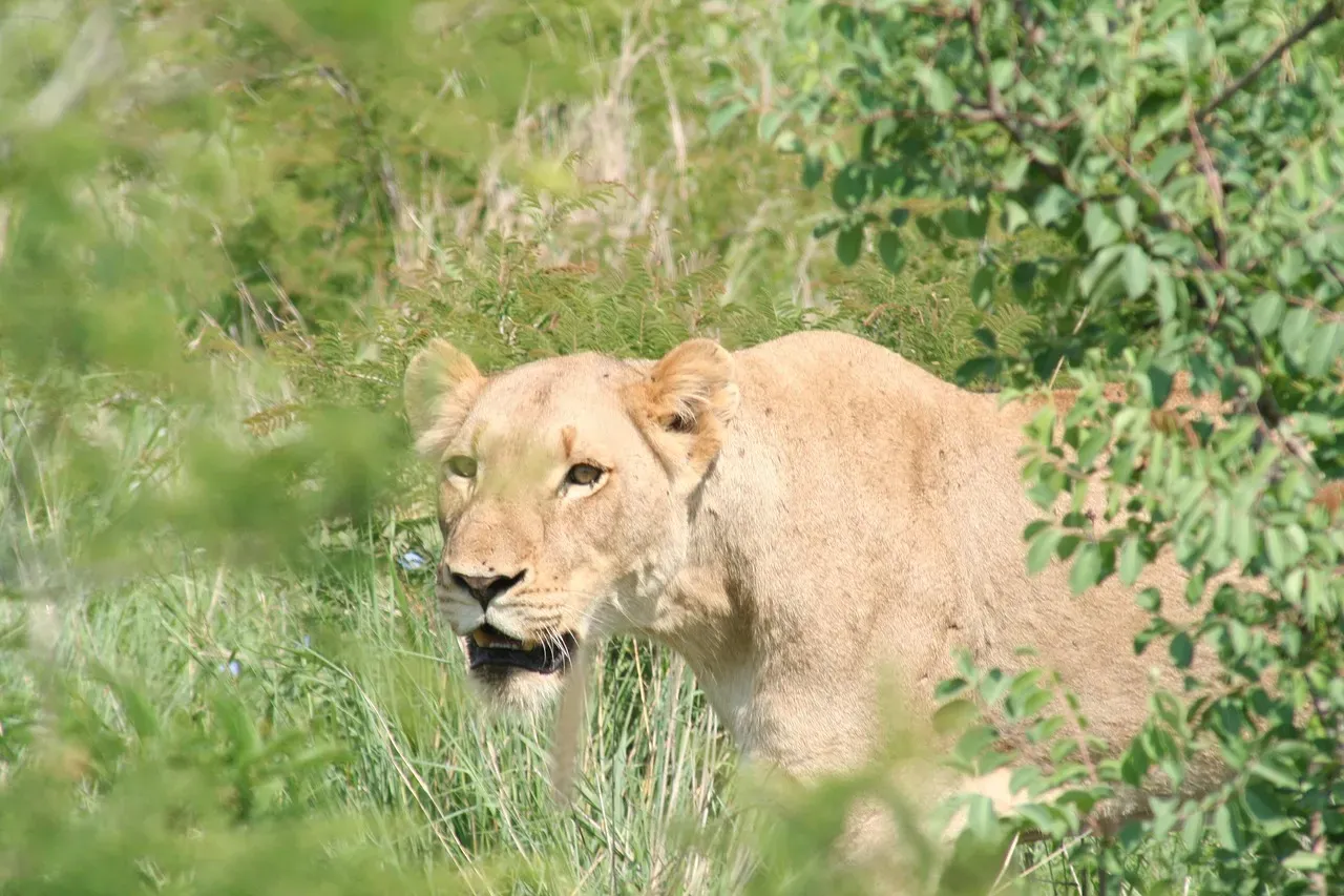 Lions: Stalking, Surprise, and the Power of the Group Kill (Image Credits: Pixabay)