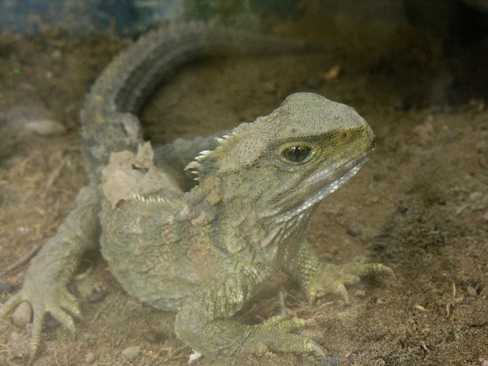 #8 - The Tuatara: New Zealand's Three-Eyed Time Capsule (CC BY 2.0)