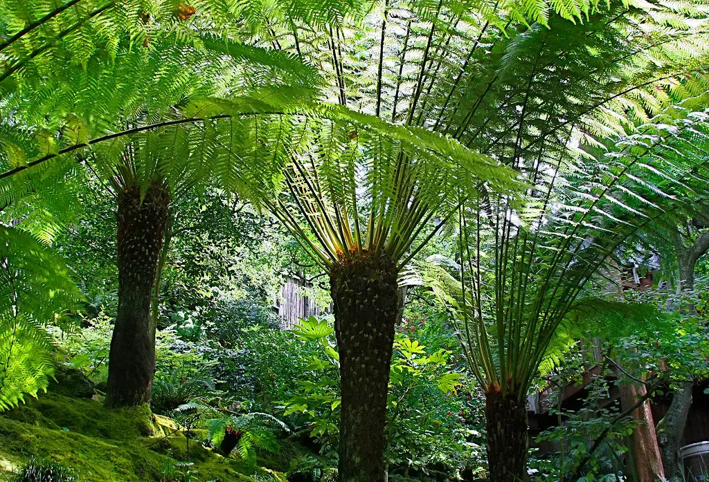 5. Some Early Trees Had Hollow, Spongy Trunks (Muffet, Flickr, CC BY 2.0)