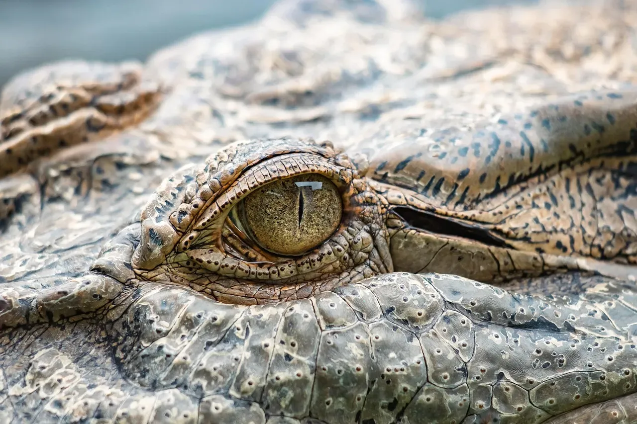 #10 – Tropical Crocodiles Hiding Out in Ice Age Europe (Image Credits: Pixabay)