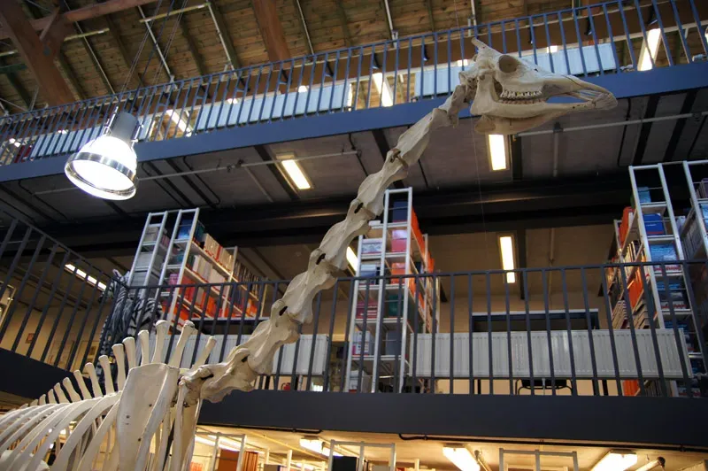 Seven Vertebrae, Completely Reimagined (By César, CC BY-SA 3.0)