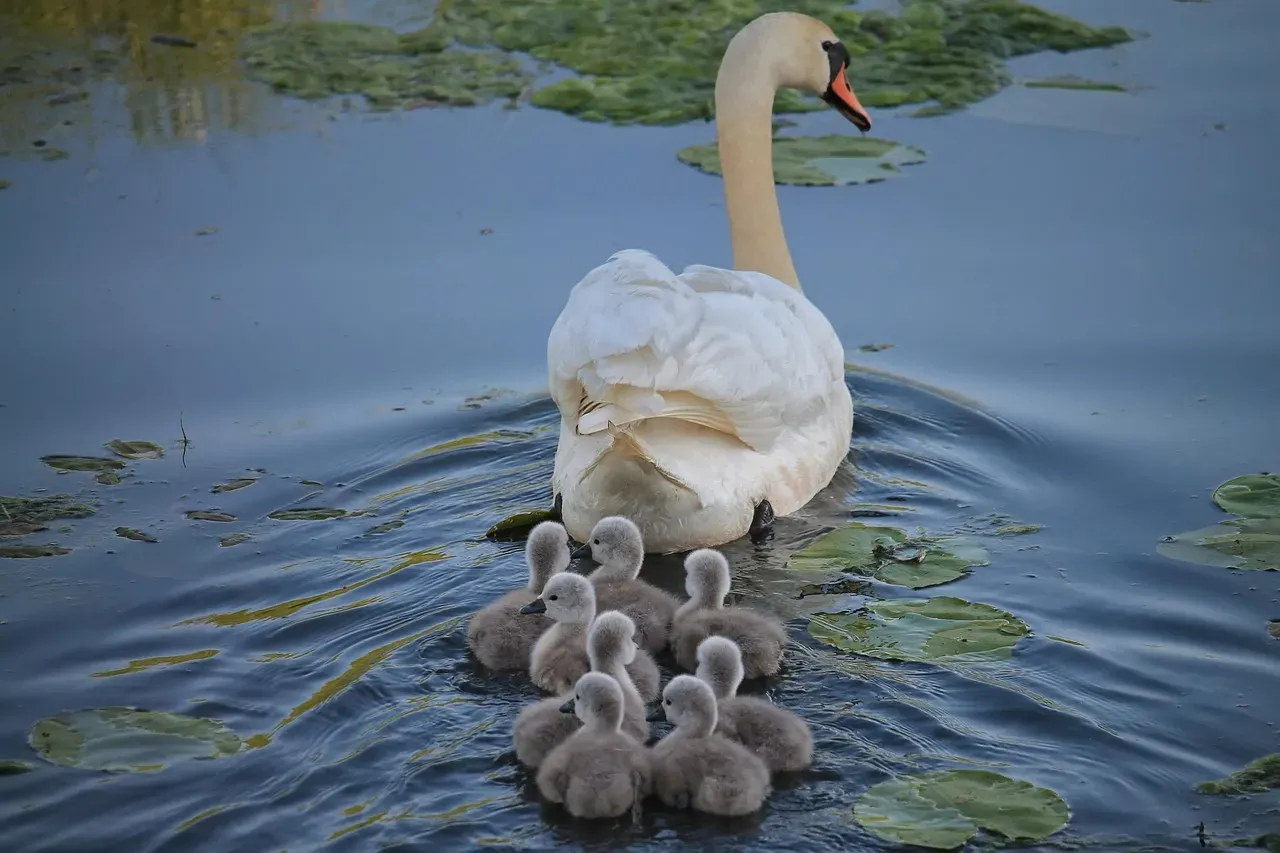 From Dinosaurs To Birds: A Parenting Legacy (Image Credits: Pixabay)