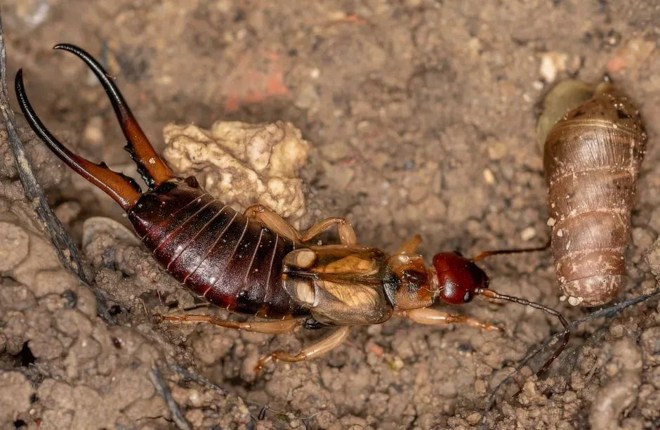 #3 – A Population of Insects and Tiny Arthropods (Image Credits: Pexels)