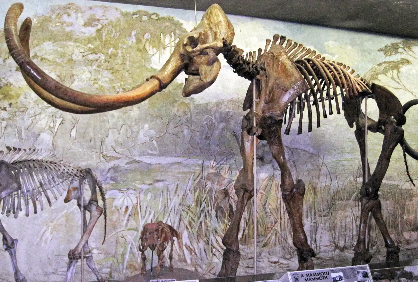 4. Giant Ice Age animals were not just fantasy monsters – they were real and everywhere (By James St. John, CC BY 2.0)