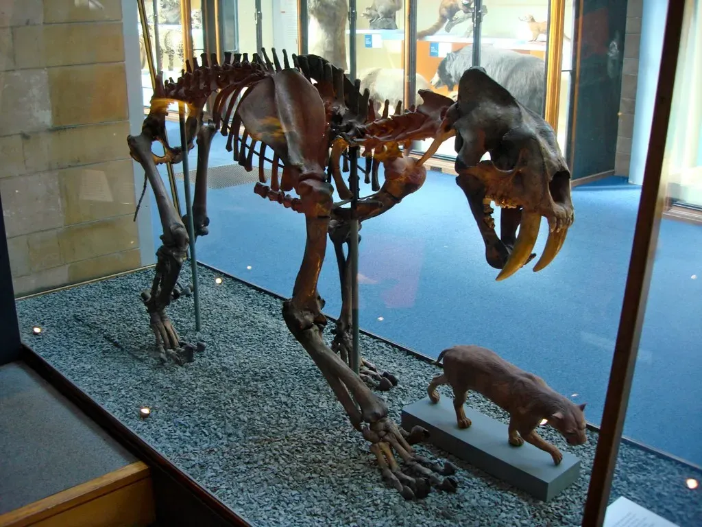 #3 - Vanishing Prey May Have Killed Them Long Before Humans Showed Up (pettifoggist, Flickr, CC BY-SA 2.0)