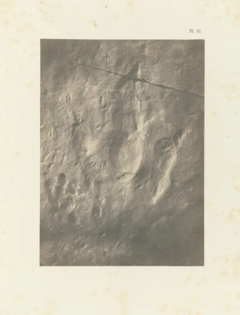 1. Dromaeosauriformipes Is Known From Footprints, Not Bones (Image Credits: Rawpixel)