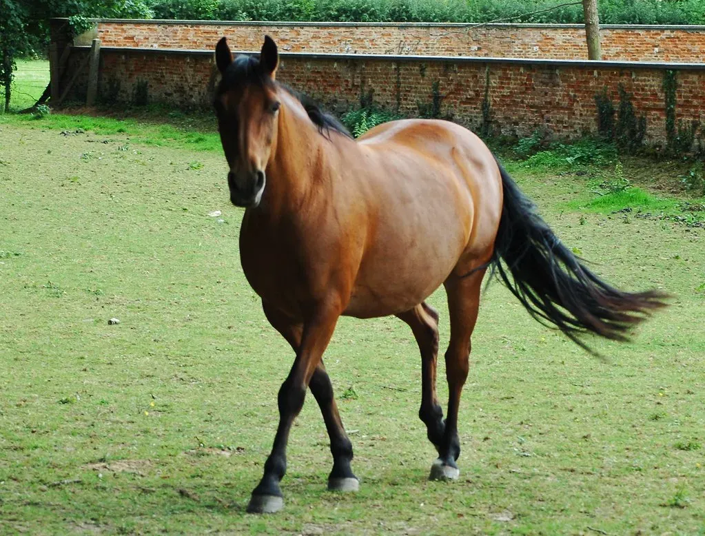 #1 - The Horse That "Did Math" Couldn't Actually Count (isamiga76, Flickr, CC BY 2.0)