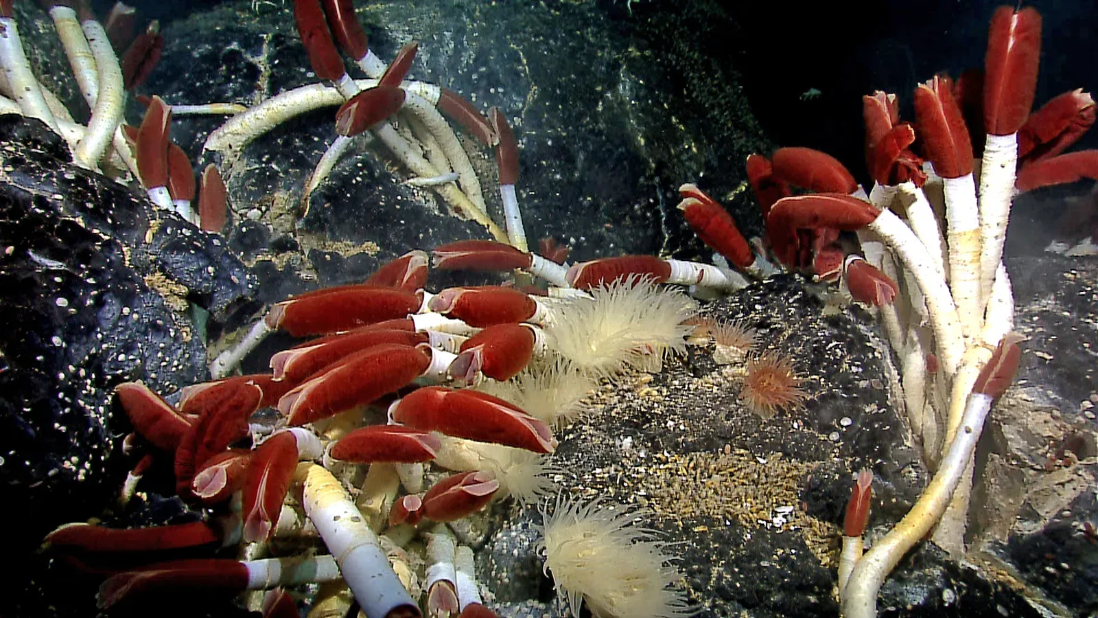 2. Tube Worm Cities Thriving in Scalding Hydrothermal Vents (Flickr NOAA Photo Library, Public domain)