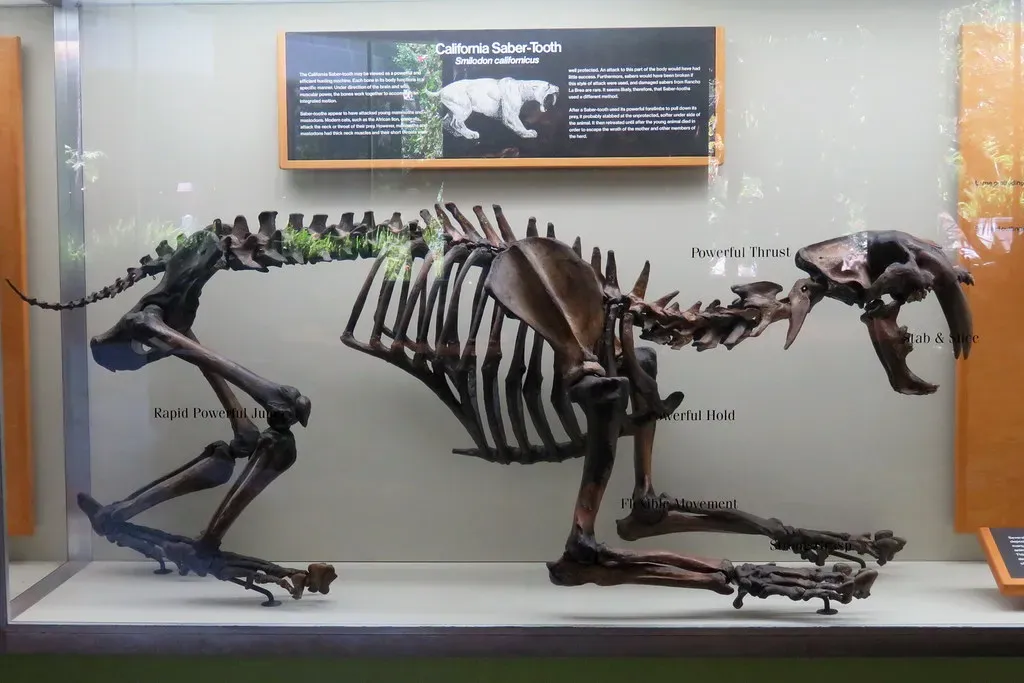 Smilodon: The Saber-Toothed Cat That Was Its Own Worst Enemy (Vahe Martirosyan, Flickr, CC BY 2.0)