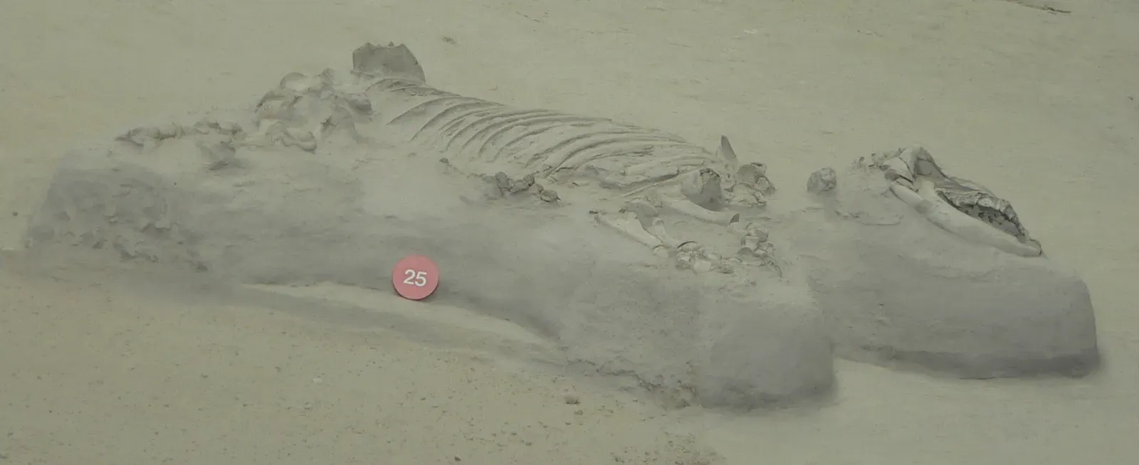 Ashfall Fossil Beds Freeze Mammals in Volcanic Death (Image Credits: Wikimedia)