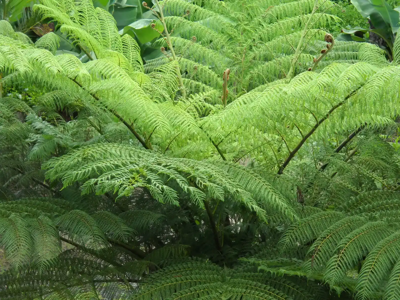 Ferns That Towered Over Giants (Image Credits: Wikimedia)