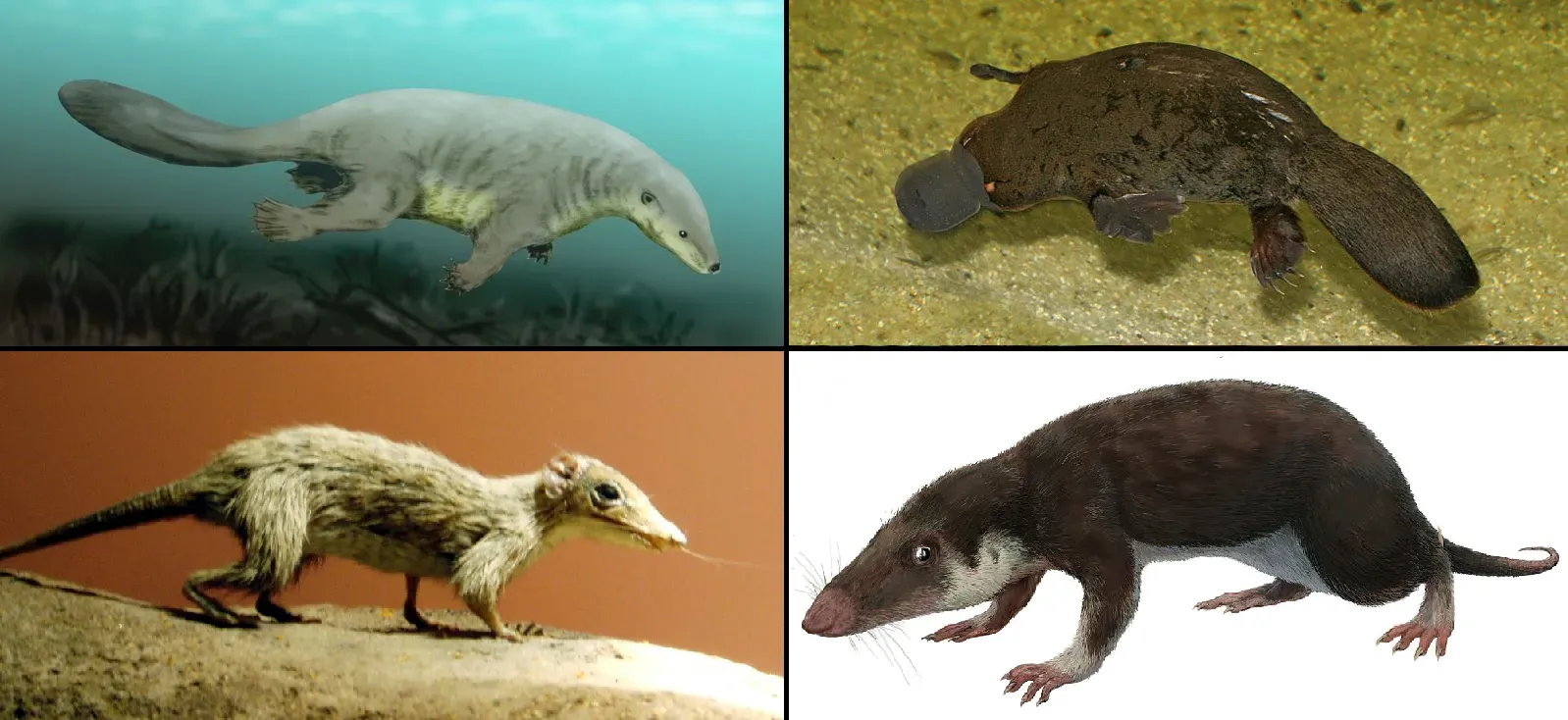 Warm-Bloodedness: The Metabolic Superpower That Changed Everything (By Nobu Tamura (http://spinops.blogspot.com)
Stefan Kraft
Nordelch
FunkMonk, CC BY-SA 4.0)