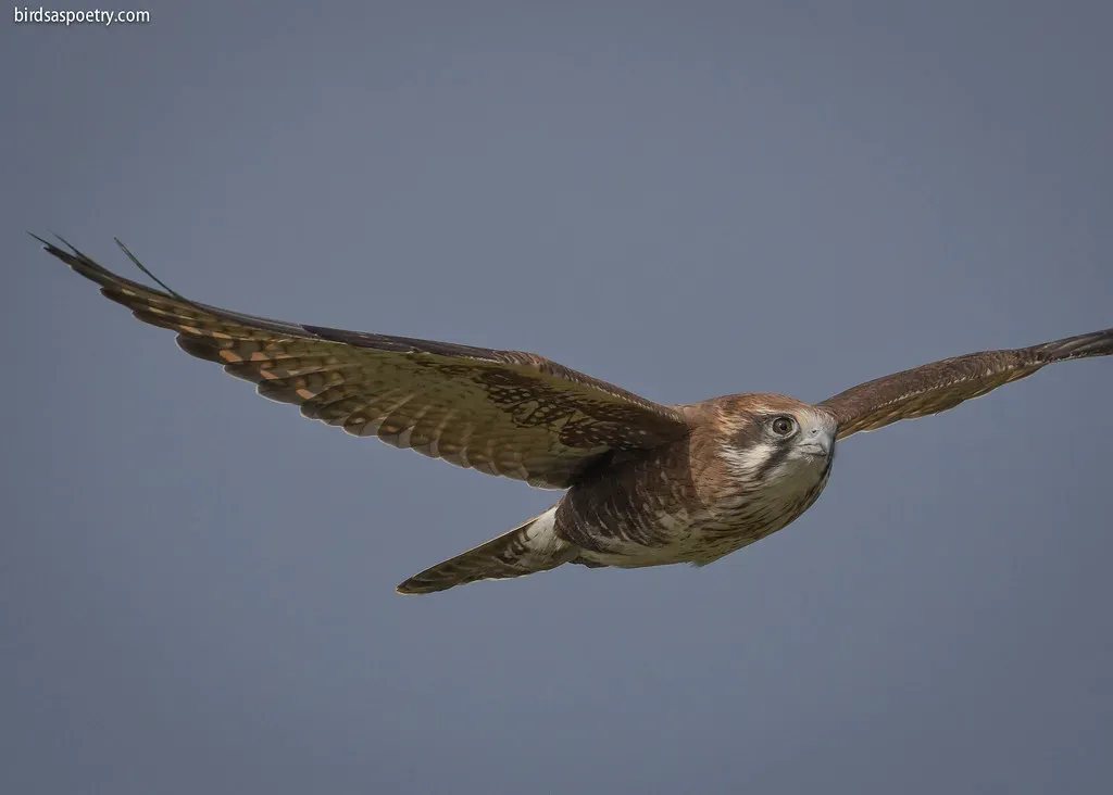 The Falcon: The Bold Visionary (Image Credits: Flickr)