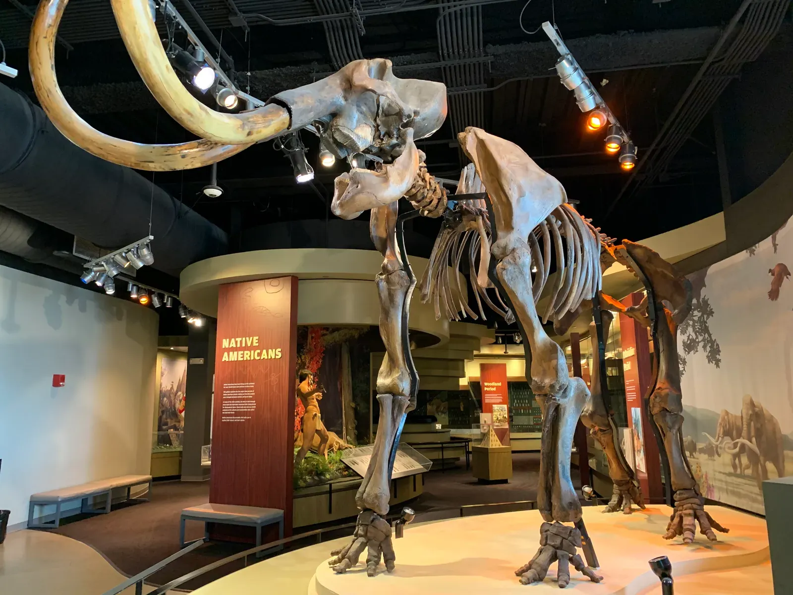 #4 - A Private Company Is Trying to Patent the Extinct Mammoth (By Nattnewl, CC BY-SA 4.0)