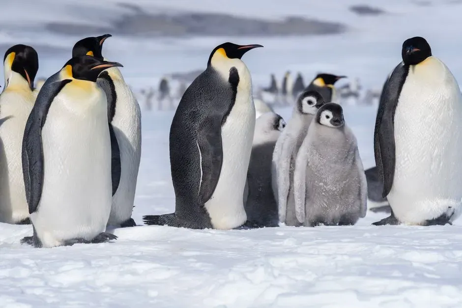 #3 Breeding in a Place Where Winter Tries to Kill Everything (Image Credits: Pexels)