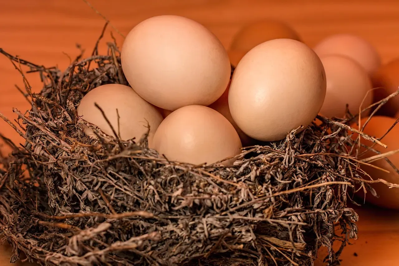 #8 - Nesting Shoulder-to-Shoulder in Crowded Colonies (Image Credits: Pixabay)