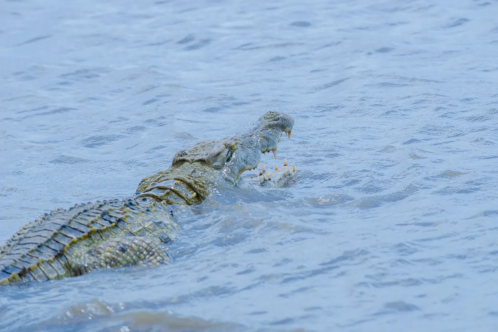 6. Crocodilian Ambush Hunting: A Strategy 200 Million Years in the Making (Image Credits: Wikimedia)