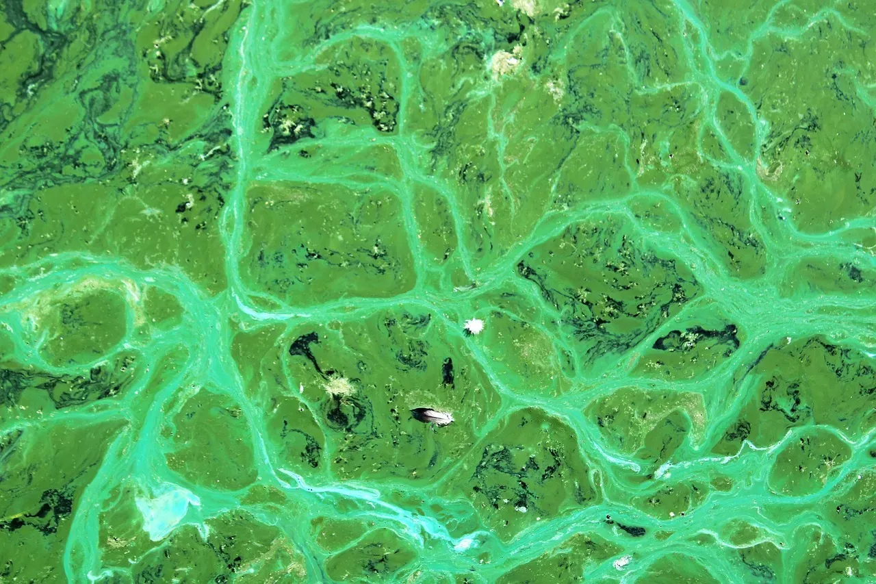 Cyanobacteria: The Oxygen Revolution Begins (Image Credits: Pixabay)