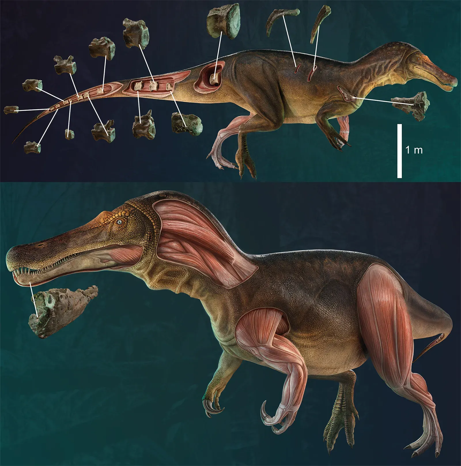 3D Reconstruction and Virtual Paleontology (By Paleoart by Victor Feijó de Carvalho commissioned by Octávio Mateus and Darío Estraviz-López, CC BY 2.5)