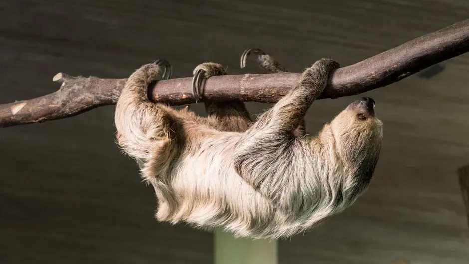 The speed myth: sloths are slow, but not “Sid slow” and not “Sid hyper” (Image Credits: Pexels)