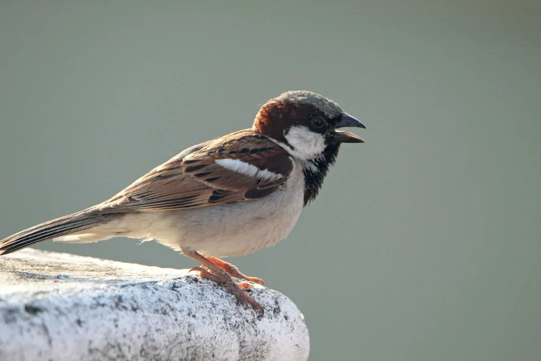 The Sparrow: Freedom in Simplicity (Image Credits: Unsplash)
