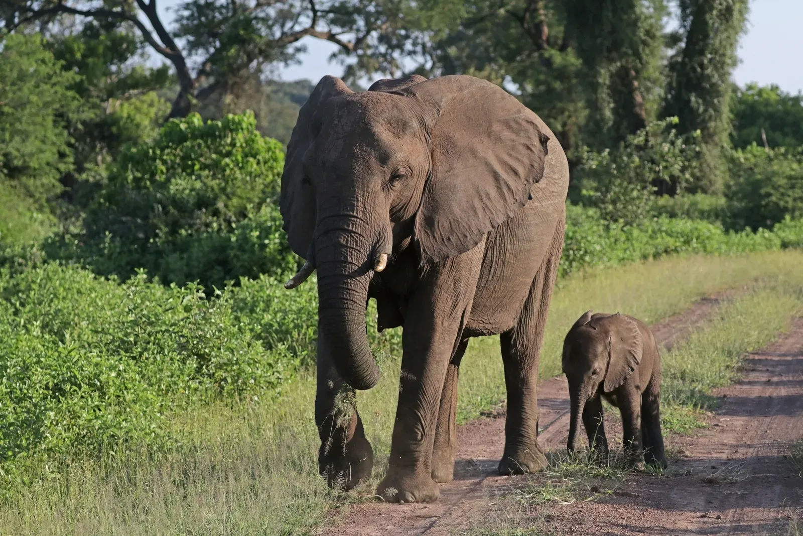 #14 - Elephants Don't Go Through Menopause, and Evolutionary Biologists Still Debate Why (Own work, from Sharp Photography, sharpphotography.co.uk, CC BY-SA 4.0)